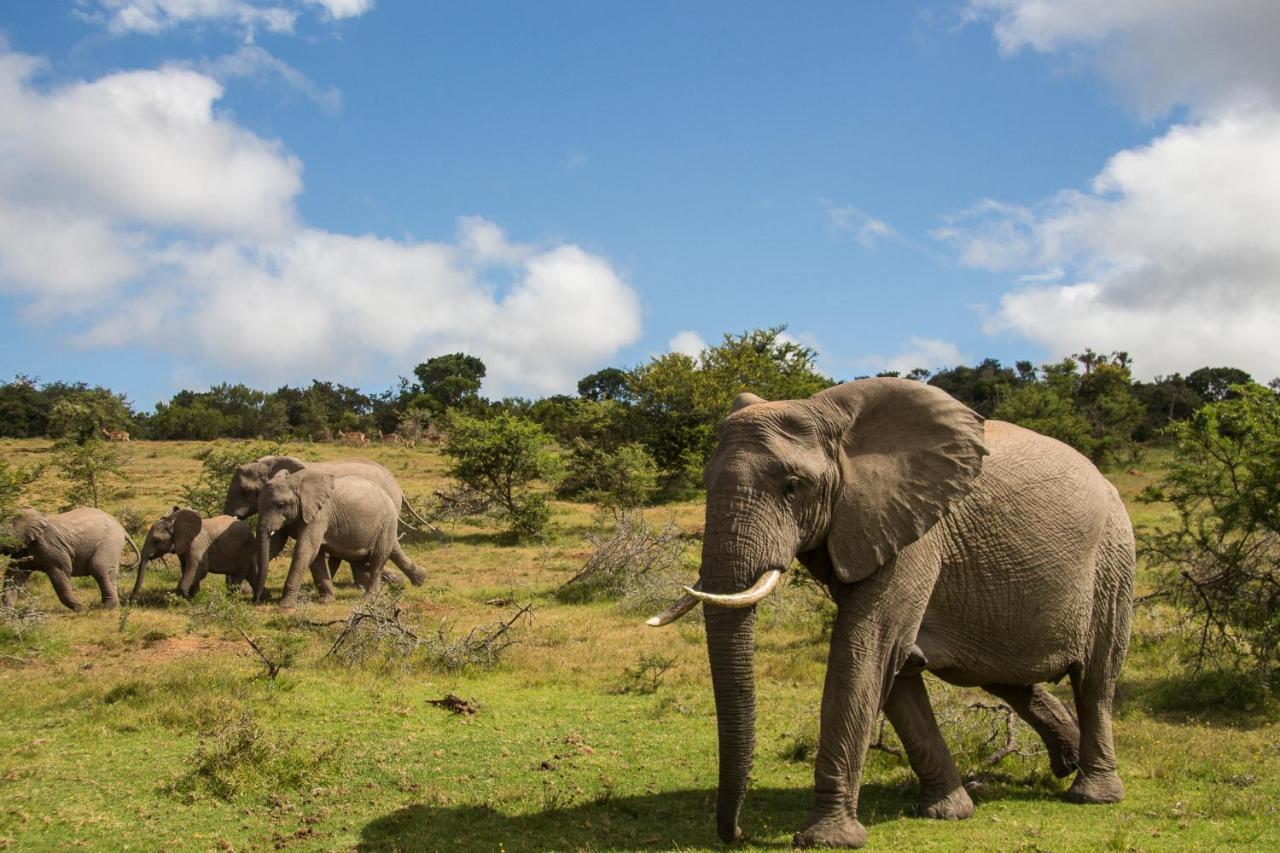 Pumba Private Game Reserve Grahamstown Exteriér fotografie