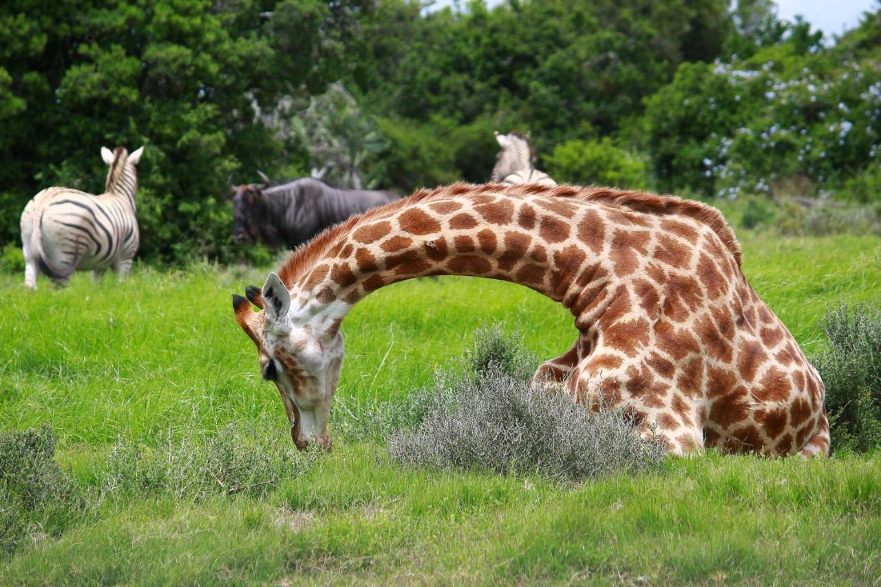 Pumba Private Game Reserve Grahamstown Exteriér fotografie