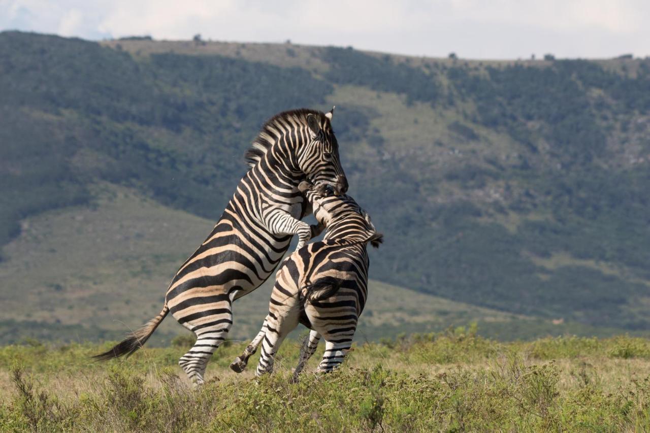 Pumba Private Game Reserve Grahamstown Exteriér fotografie