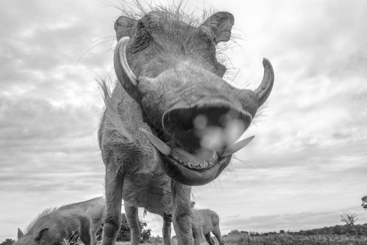 Pumba Private Game Reserve Grahamstown Exteriér fotografie