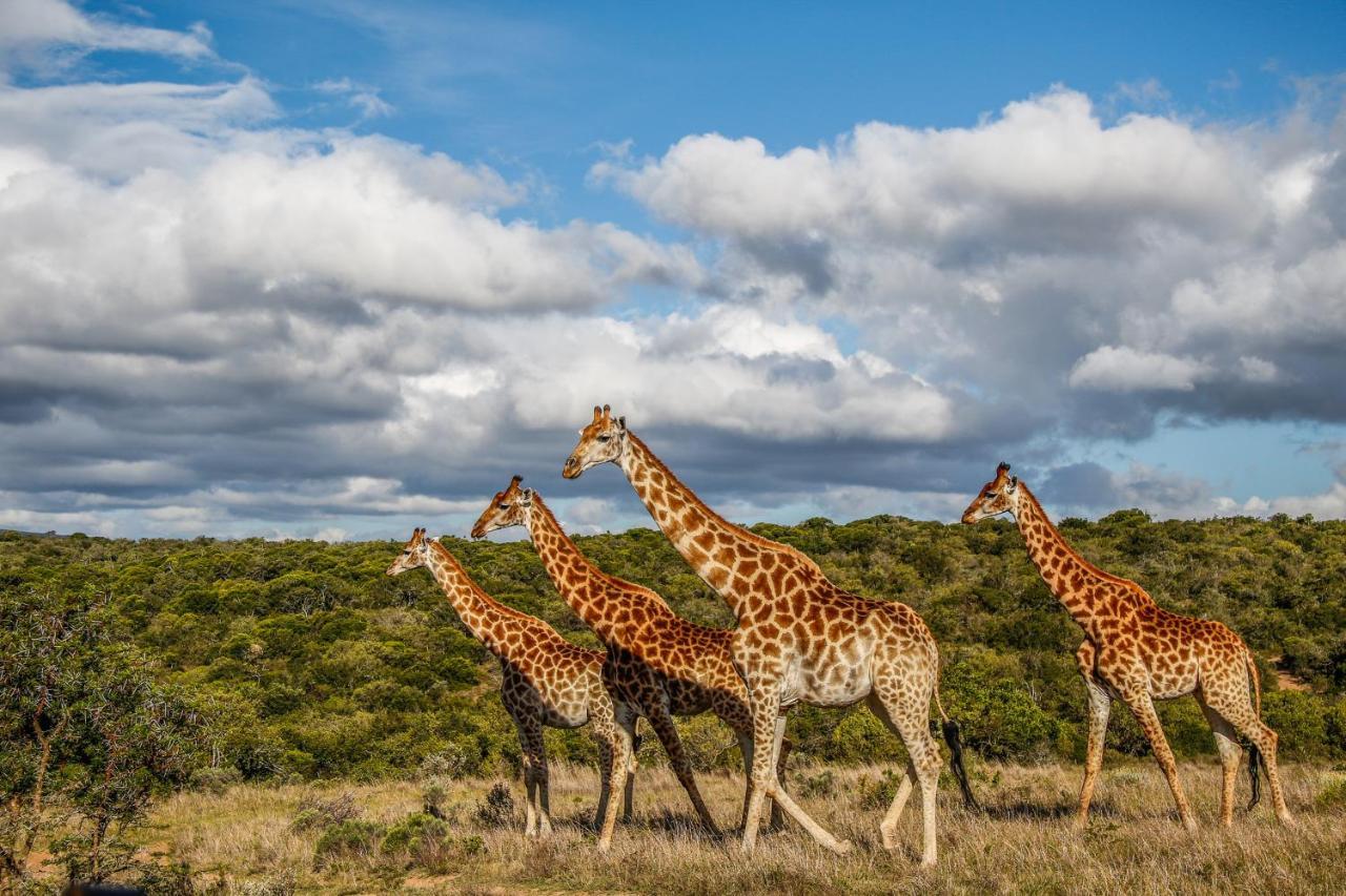 Pumba Private Game Reserve Grahamstown Exteriér fotografie